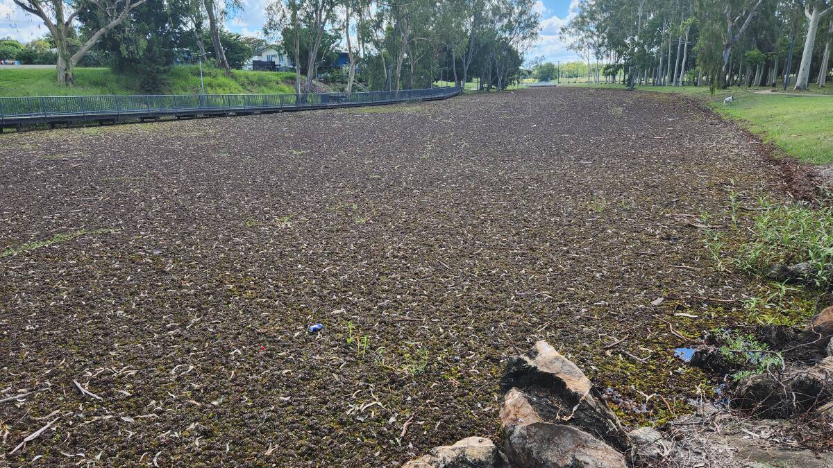 A section of Hood's Lagoon not yet treated by the mechanical aquatic harvester hired to manage the salvinia infestation. Pictures: Sally Gall