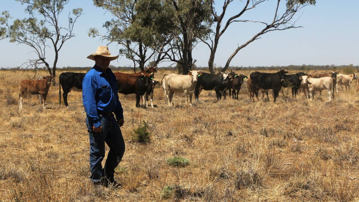 While Bomber Baillie, pictured, says there's not a fortune in breeding rough stock for the bull riding circuit, it's taken him around Australia. Pictures - Sally Cripps.