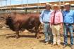 Dalmally tops Roma Droughtmaster sale with $32,000