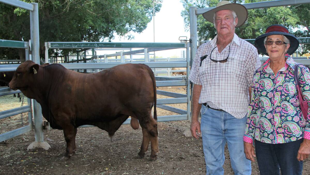 Rod and Lyn Sperling, Rodlyn, Bell, with one of the top priced bulls, Droughtmaster Rodlyn 17/15. Pictures - Sally Cripps.