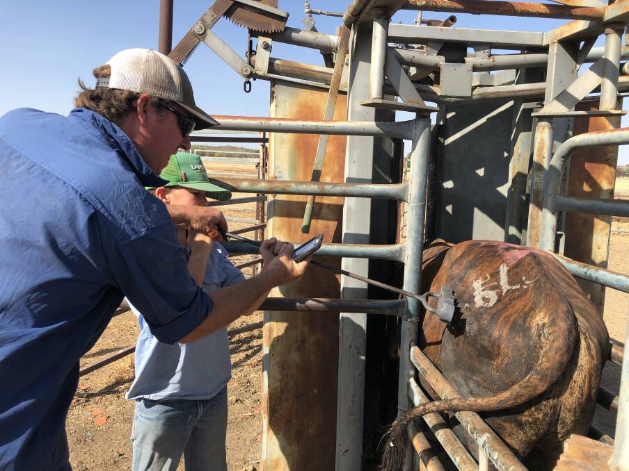 Ross Oakhill helps his son Hudson crossbrand purchased cattle with a 94-year-old brand owned by his great-grandfather William Perkins Oakhill.