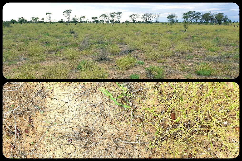 The green tinge in paddocks in north west and here in central west Queensland is deceiving, with much of it being weeds rather than growth from grass tussocks.