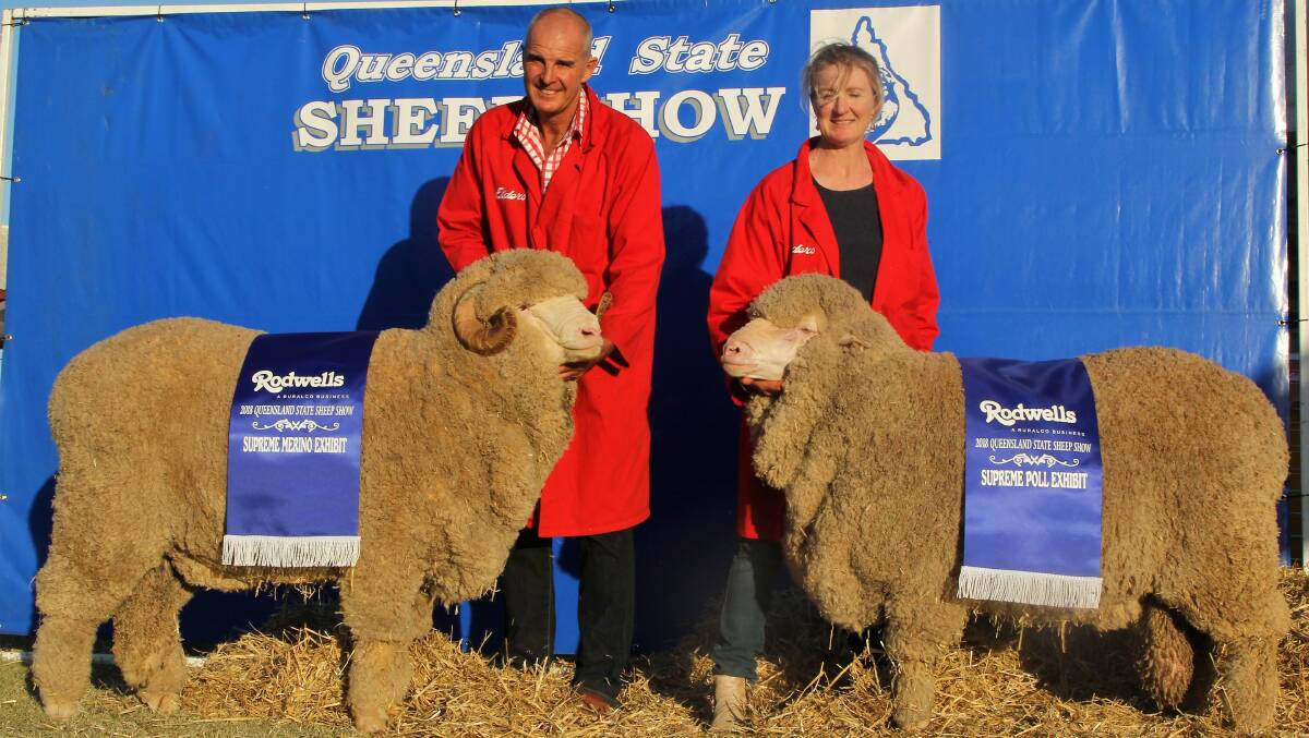 Garry and Donna Kopp, Towalba Merinos, with their supreme Merino and supreme poll Merino exhibits at the Blackall State Sheep Show.