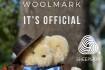 Woolmark for Tambo Teddies after 25 years