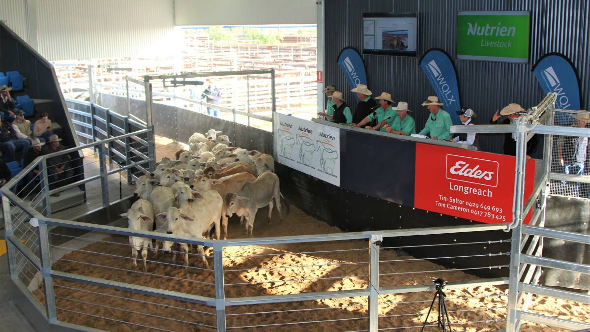 The first pen of cattle to be sold in the redeveloped WQLX saleyard complex entering the ring. From Hayfield Station at Daly Waters, they sold to western Queensland backgrounder Chris Skelton for $1380/head. Pictures: Sally Gall