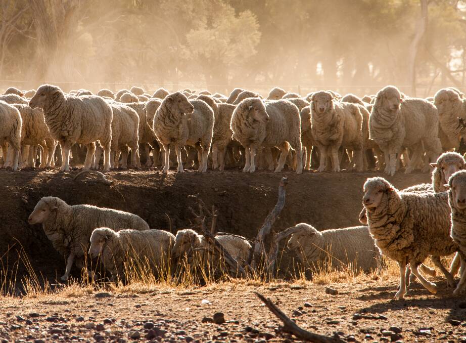 Some of the Merino ewe flock on the Banks family's Blackall properties.