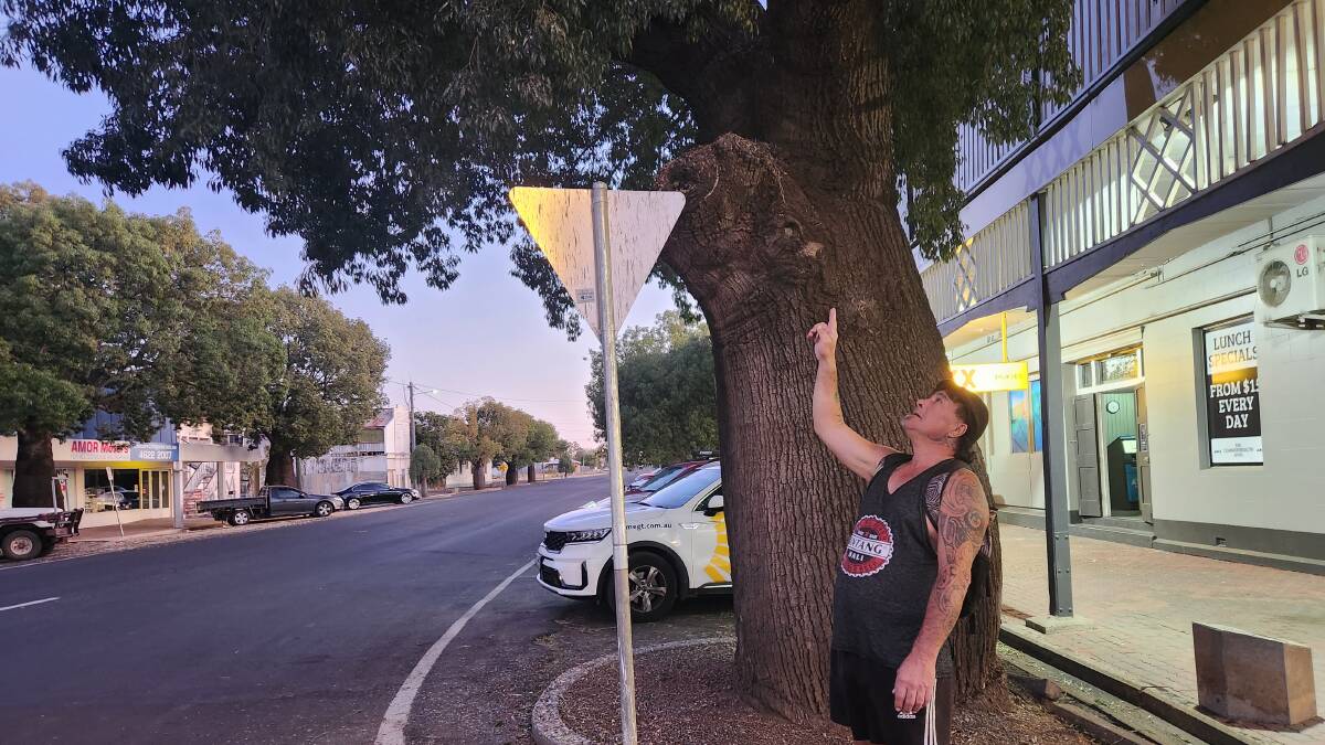 A hotel patron in Roma can't hear himself think as he walks outside, thanks to the noise of the birds gathering for the night. Picture: Sally Gall