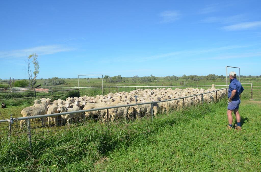 Ray Cameron looks over some of the Well Gully blood sheep in good condition at Darriveen.