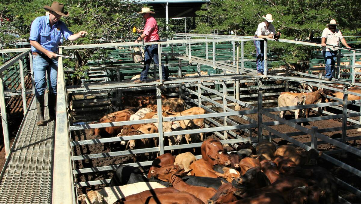 Paton Fitzsimons, Ray White Blackall, knocking another pen down at the Blackall sale on Thursday. Pictures - Sally Gall.