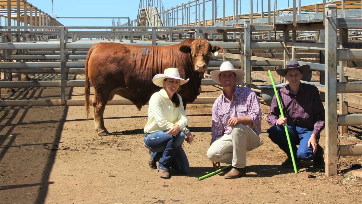 Claire, Scott and Tom York, Casa Toro, and the top-priced red Simmental bull, purchased by Bidgel Grazing, St George.