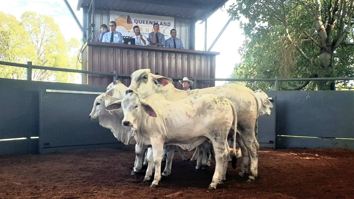 A cow and calf in this pen made the equal second top price of $16,000 on day one of the Elrose reduction sale.
