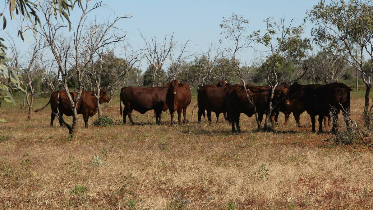 Rick Britton aims to produce a 600kg bullock for the Japan ox trade from his base at Boulia but can also sell a lighter animal into the northern live export trade if needed.