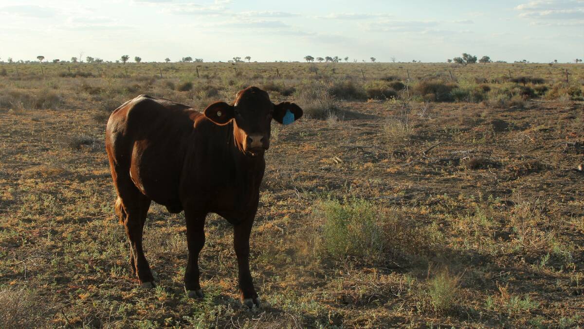 One of Cumberland's few younger beasts brought back from Cowarie in South Australia in October last year, to a paddock that later received some relief rain.