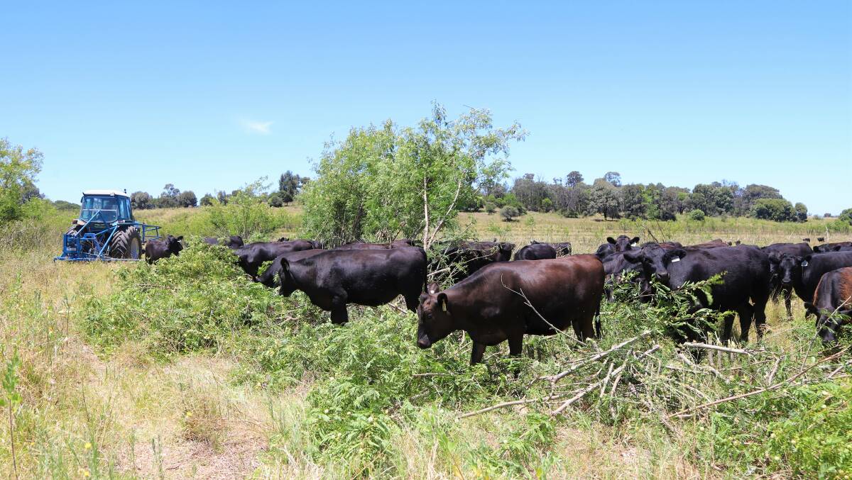 A mob of 12-month-old Angus-Wagyu cattle move straight onto freshly cut leucaena. Pictures: Sally Gall