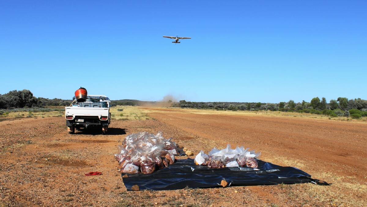 Councils around Queensland are bearing much of the cost of meat and plane hire for aerial baiting programs, but may have to cut back on that expense if they have to pay for the supply of 1080 concentrate as well.