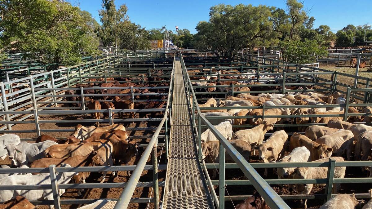 According to the MLA report for Thursday's sale at Blackall, there was high demand for most categories and prices improved on all classes by 10c to 20c/kg.