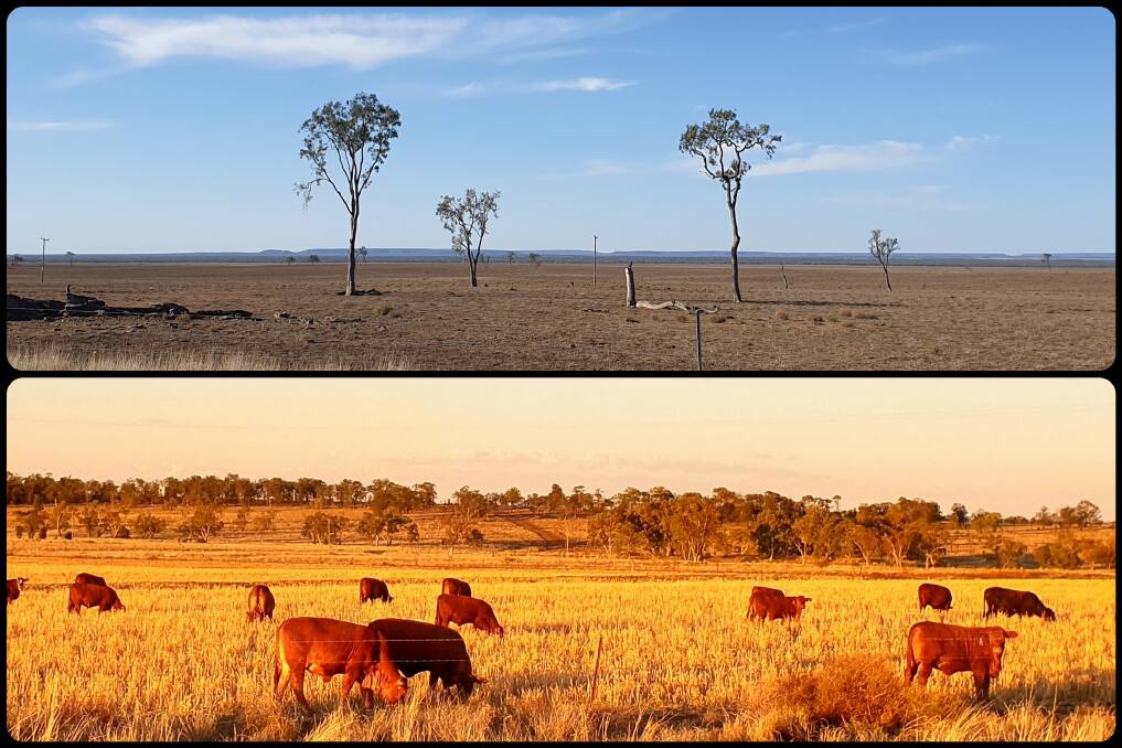 Country west of Tambo contrasts greatly with the scene in parts of the Maranoa. Photo collage: Sally Gall