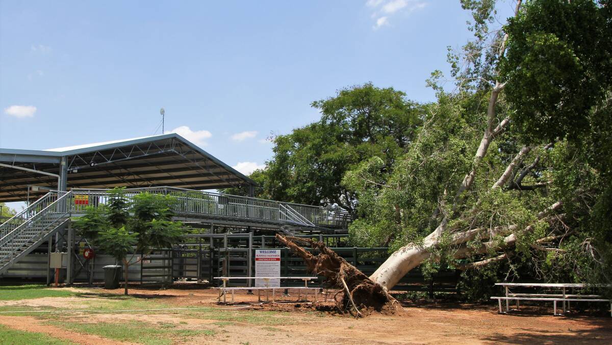 The tree that blew over at the Blakall saleyards in January wasn't affected by Indian wood weevils.