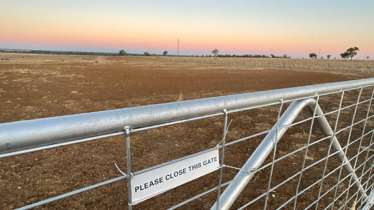 Maranoa producers have been busy seeking agistment as their feed resources shrink rapidly. Picture: Penelope Arthur