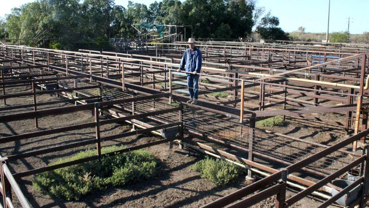 Longreach agent Richard Simpson pictured at the Longreach livestock selling complex prior to the lease arrangement with AAMIG coming into existence.
