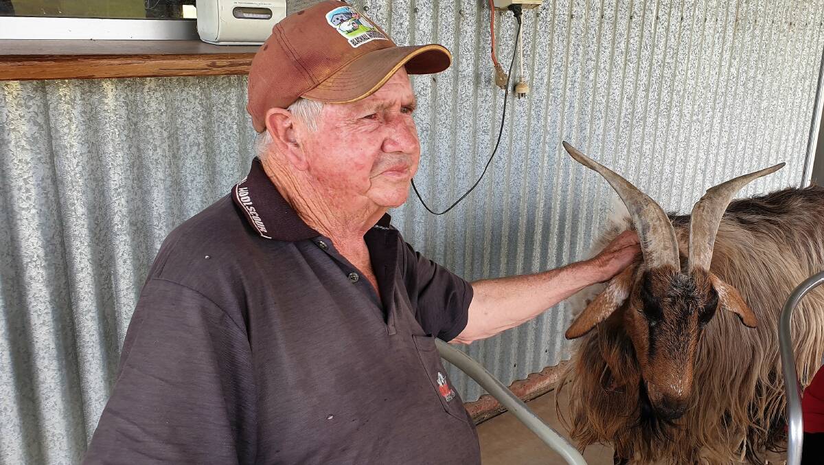 The Blackall Woolscour's resident goat gets a scratch from Bob Wilson.