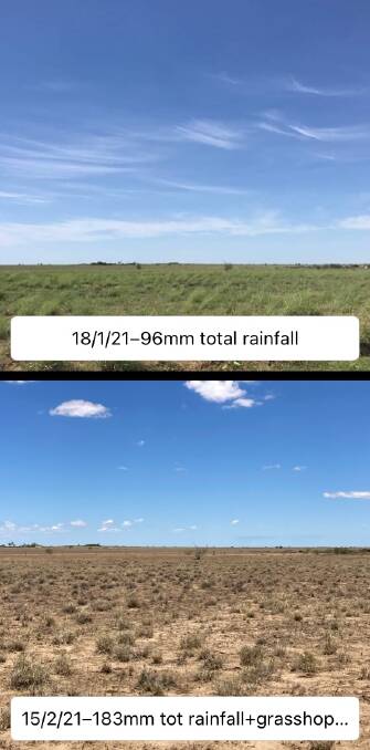 A before and after comparison from the Winton region, showing the impact of grasshopper infestations.