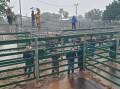 A storm opened up over Blackall just as the sale began, adding a few more millimetres to the water already laying in the lanes and pens. Pictures: Sally Gall