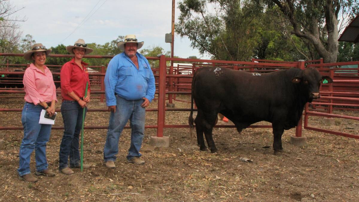 That's gold: Winton Elders representative, Talia Vieira, with Swan Hill's Alexa Russell and purchaser of the top priced bull, Anthony Tanks, Corella Cattle Co, Winton. Pictures: Sally Cripps.
