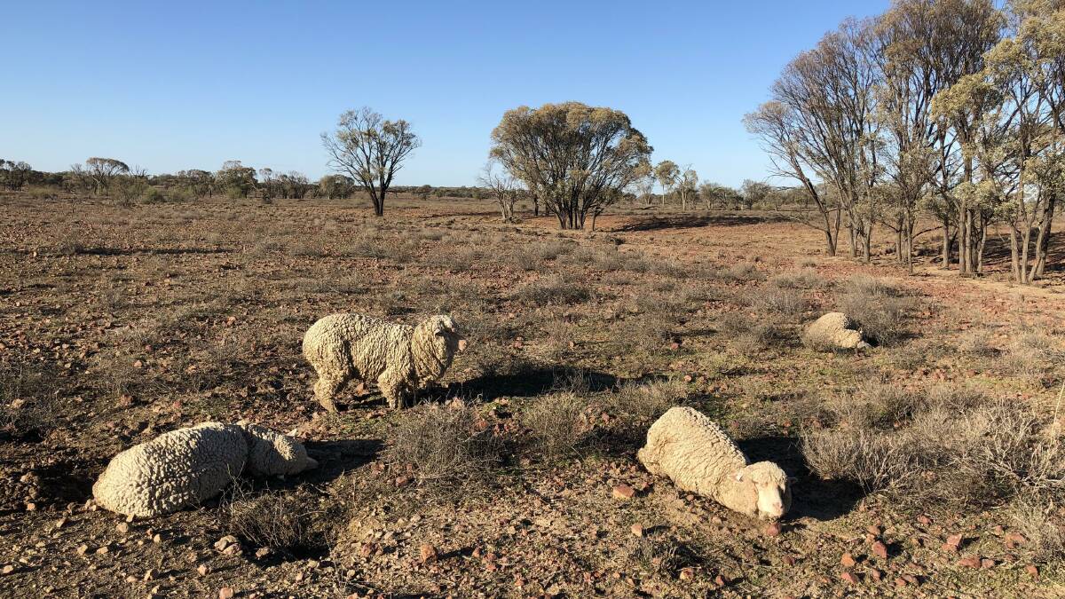 Some of the thousands of sheep that became bogged after 200mm of rain or more deluged the Blackall and Tambo regions in March. Photo supplied.