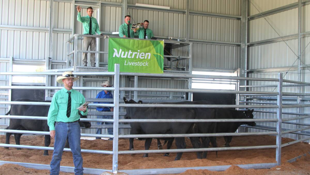 Nutrient agents selling the commercial heifers in lots of five, in the new auction ring.