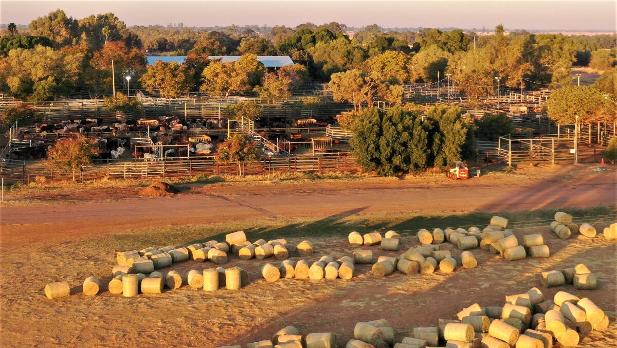 With over 70,000 head of cattle spelling at the Blackall yards a year, it needs to have plenty of hay on hand.