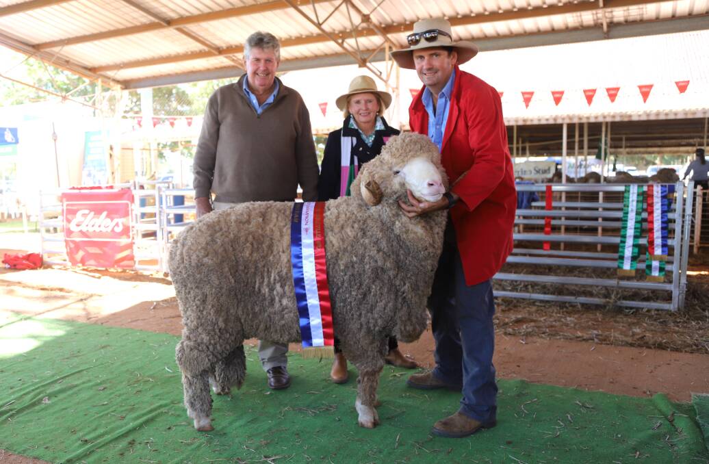 The young Wilgunya ram was earlier named junior champion Merino ram. Picture: Sally Gall