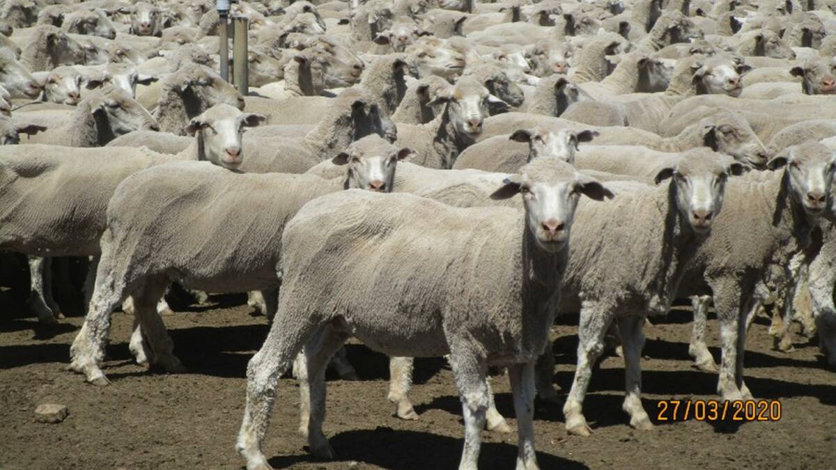 One of the pictures showing the top priced mob on AuctionsPlus.