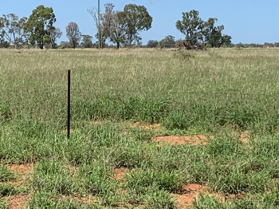 Another view of the buffel grass growing at Boorara, north of Blackall.