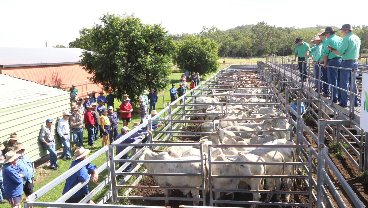The show and sale yarding at Sarina filled the pens almost to capacity. Picture: Sally Gall