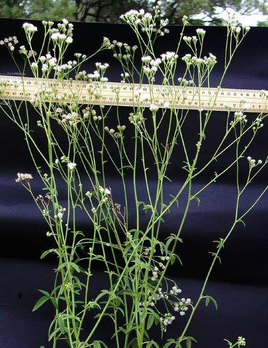 Sticky florestina plants, giving an idea of their height and shape. Picture: DAF