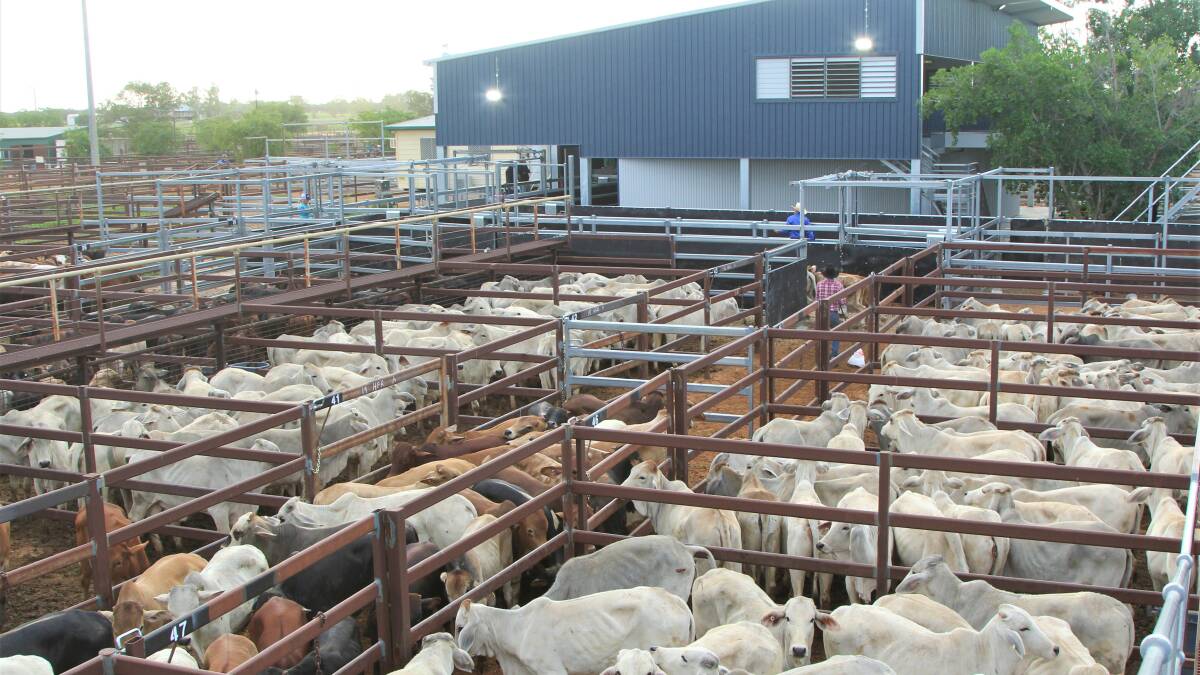 Cattle weighed and penned and ready to make their way through the ring inside the covered sale arena.