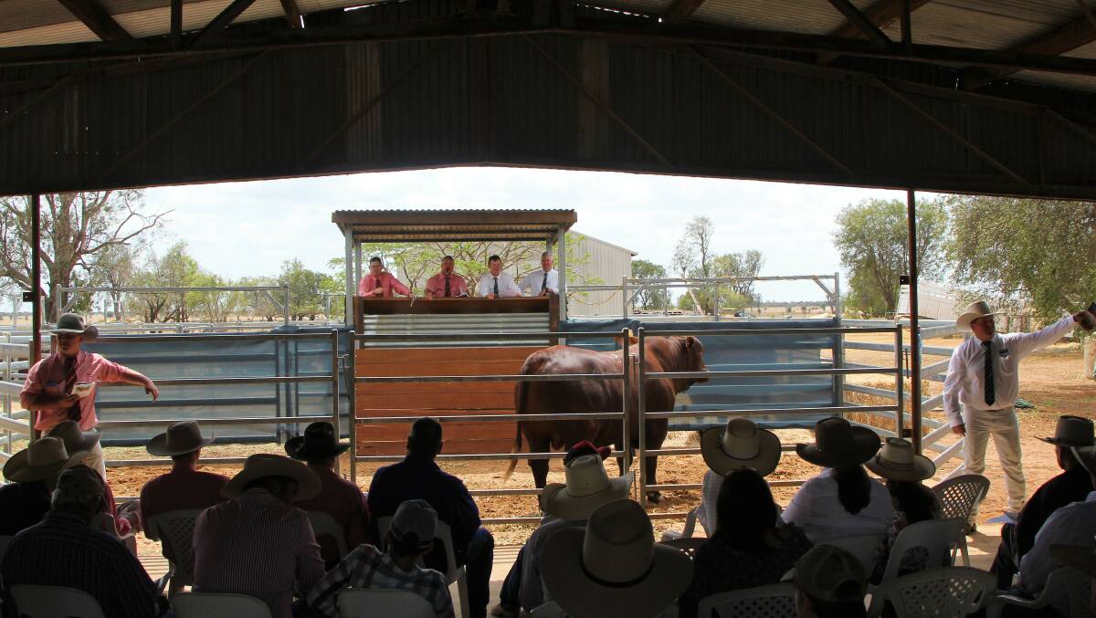 Buyers had a good view of the sale ring at the on-property sale.