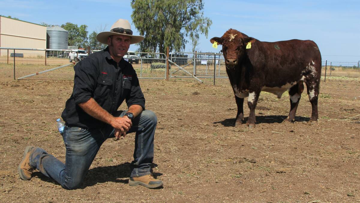 Stud principal Lincoln Job with the top priced bull, Marellan Utopia, selling for $22,000.