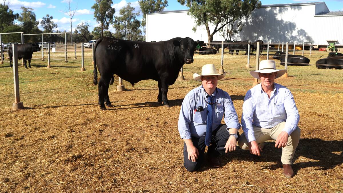 GDL studstock auctioneer Mark Duthie and Raff Angus stud principal Andrew Raff with equal top priced bull, Raff Panther S509sv. Picture: Sally Gall