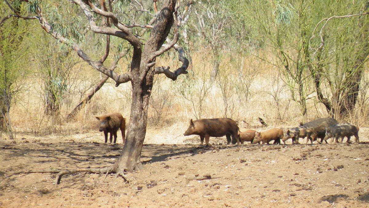 Monitoring of feral pigs integral to control
