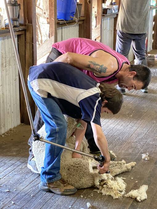 Matthew Baillie guides his son Marshall Baillie through crutching the breech of a sheep during a break in shearing at Macfarlane, Tambo. Picture - Louise Martin.