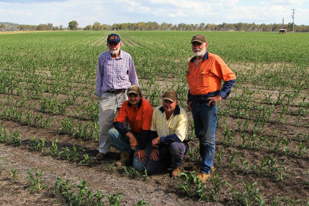 Top tillers: An extra drink of rain after planting has set the sorghum crop at Pratten up nicely for John, Jesse, Allan and David Ruhle. Pictures: Sally Cripps.