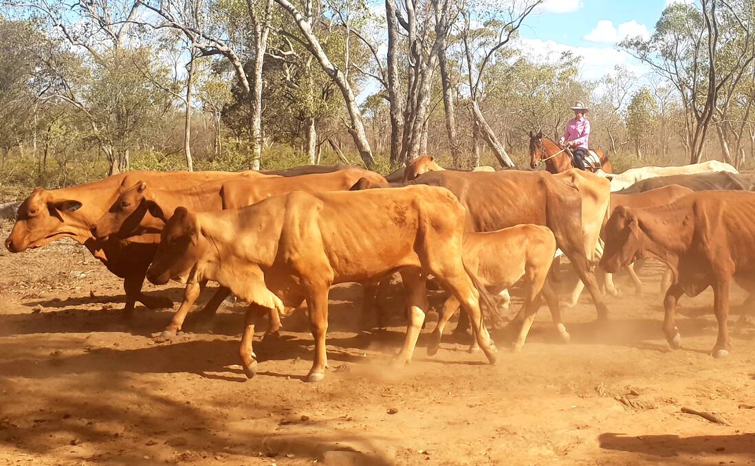 Cattle being mustered at Surbiton in January this year, when drought conditions were at a peak on the property.