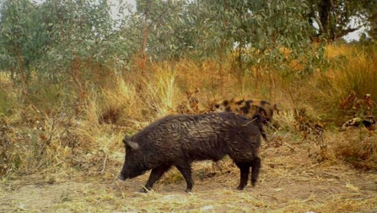 Act as one on feral pig control or pay the price