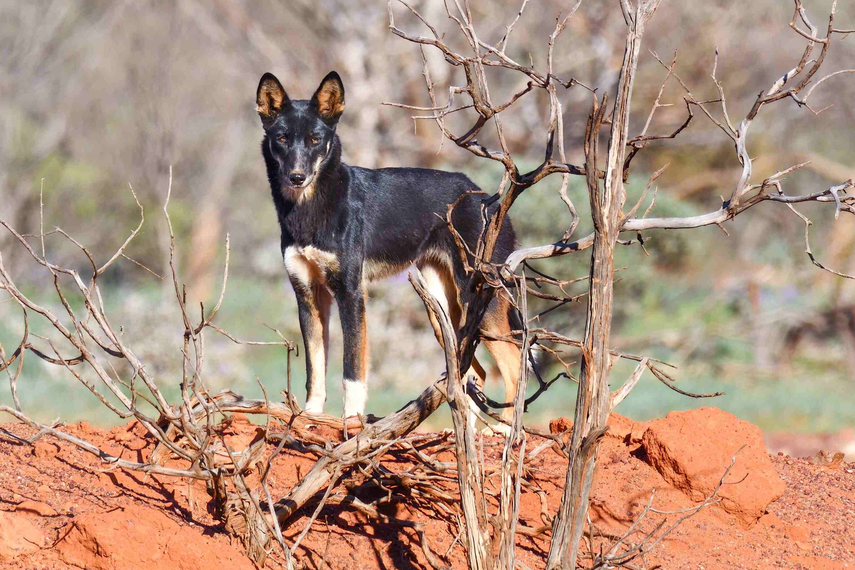 Mitchell's Gill Campbell co-authors paper on benefits of dingoes |  Queensland Country Life | QLD