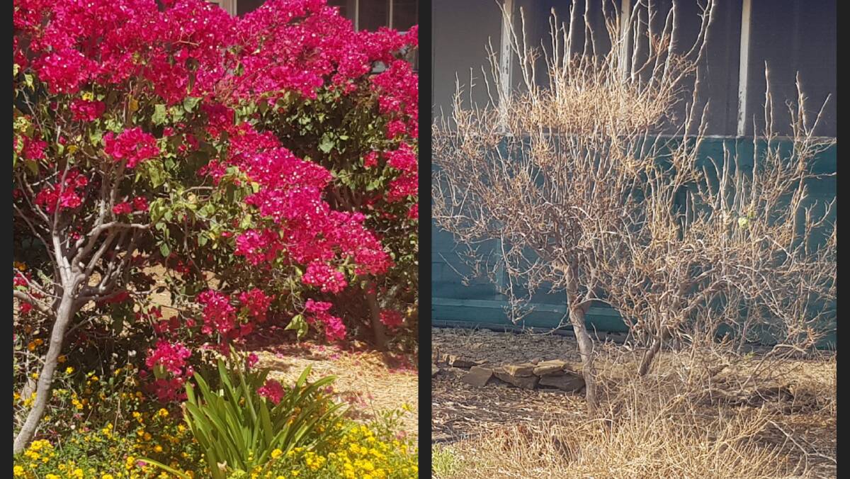 Before and after at Lorraine Station, Winton - it won the best rural garden in the Winton Shire Council garden competition last September. Photo supplied.