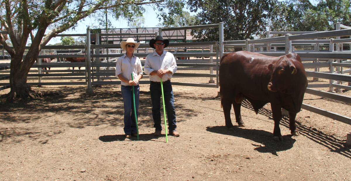 Drensmaine's Matt Sargood and Katie Cann with the top-priced bull of the sale, Drensmaine Icon (P), purchased by the Pearson family, Bull Creek Santa Gertrudis.