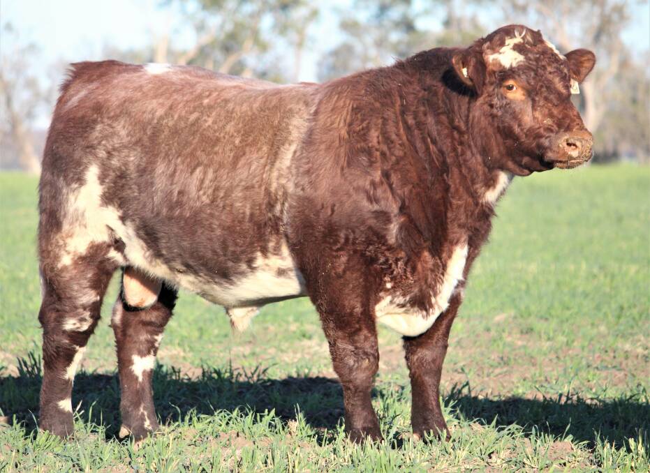 Lot 90, The Grove Playstation, was the subject of fierce online bidding before he was secured by Belmore Shorthorns, Cadgee, South Australia.