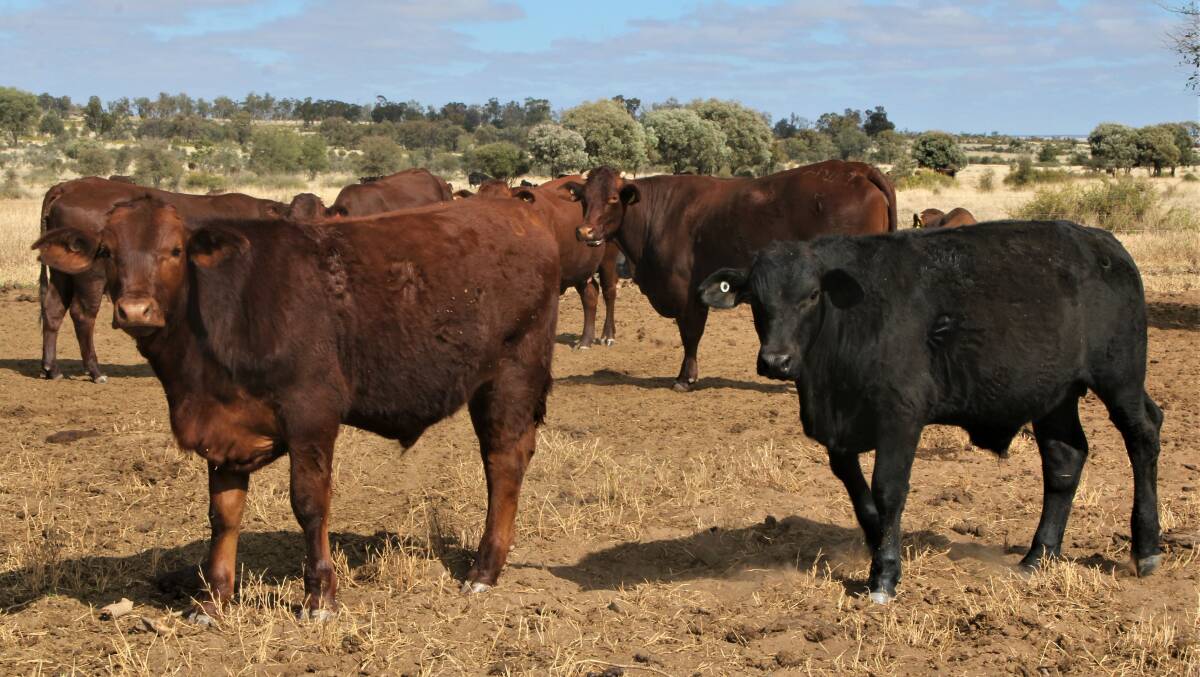 The Brown family has a predominantly Santa Gertrudis herd but are experimenting with Angus genetics as well, partly for its eating qualities.